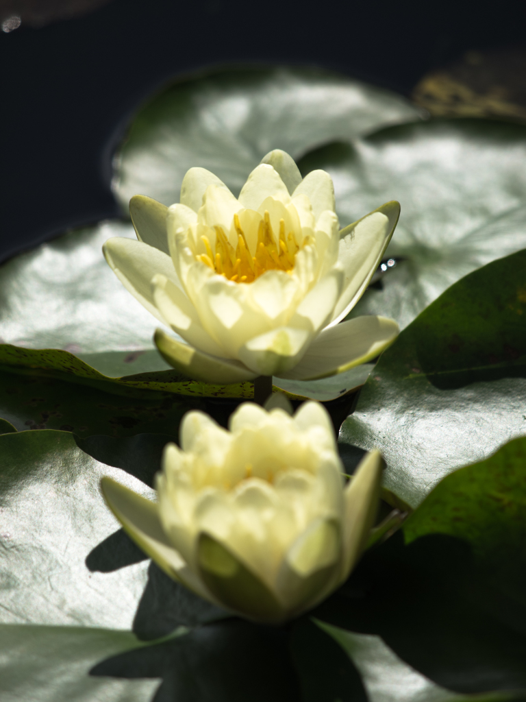 水生植物園　みずの森　その四