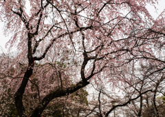 平野神社　桜　４