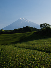 富士山　今宮の茶畑より②