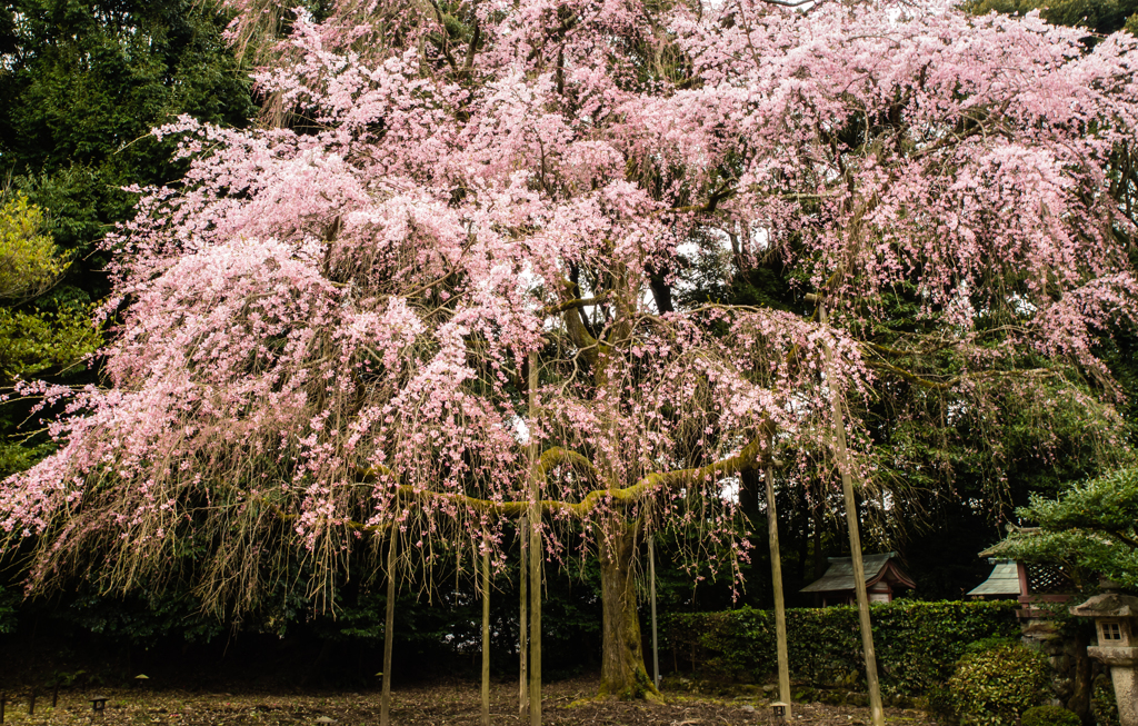 醍醐寺　桜　４