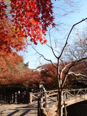 根来寺紅葉