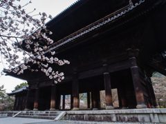 南禅寺　桜