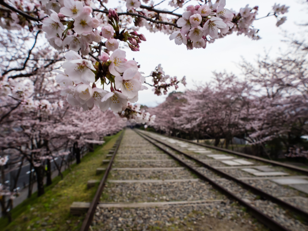 インクライン　桜　５