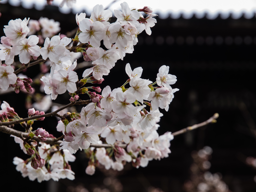 清凉寺　桜　２