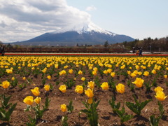 富士山とチューリップ