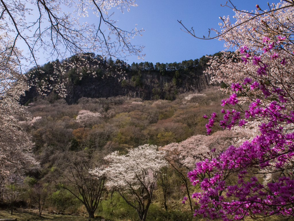 屏風岩と桜　その四