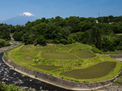 富士山と水田