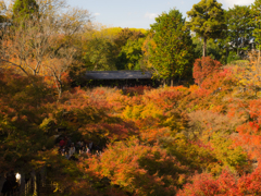 東福寺の紅葉③