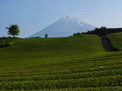 富士山　今宮の茶畑より①