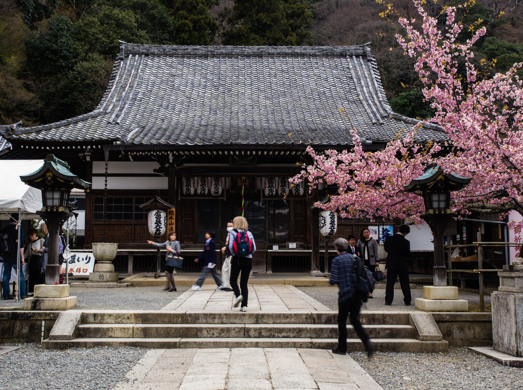 法輪寺　桜