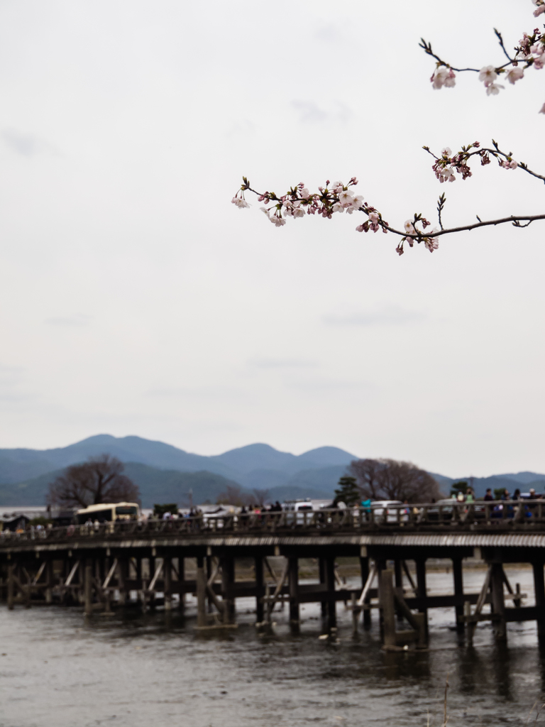 渡月橋と桜