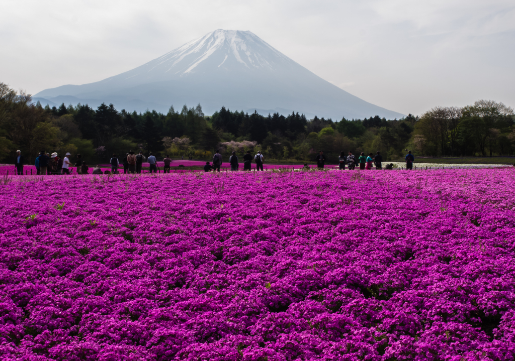 富士山と芝桜２