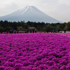 富士山と芝桜２