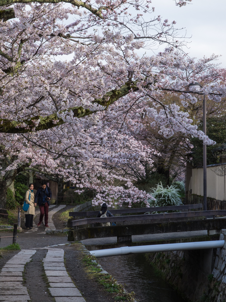 哲学の道の桜　その四