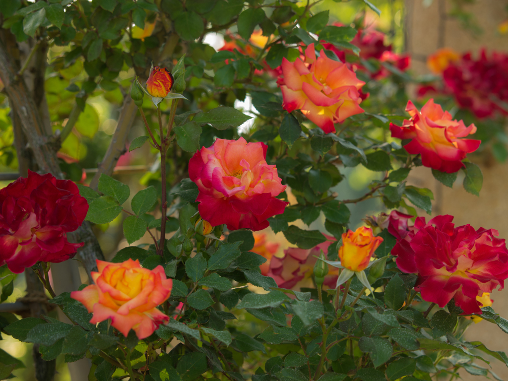 ハイジの村　薔薇　その十