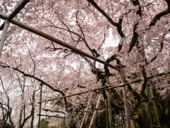 醍醐寺　桜　９