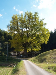 金言寺の大銀杏