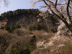 屏風岩と桜　その六
