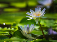 水生植物園　睡蓮　その七