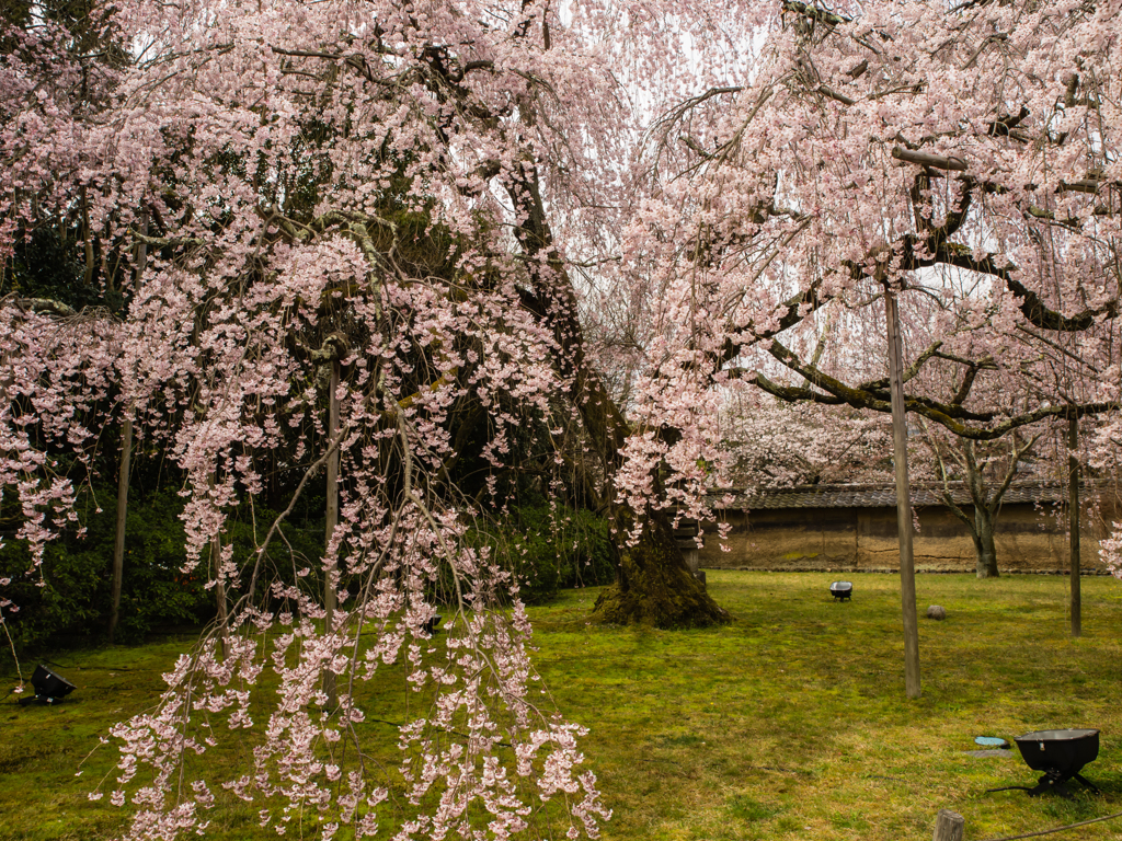 霊宝館　桜　３