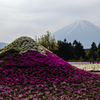 富士山と芝桜７