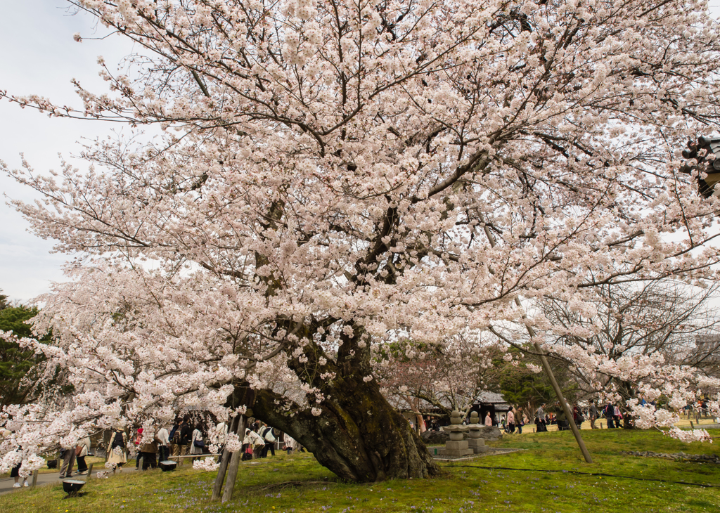 霊宝館　桜　２