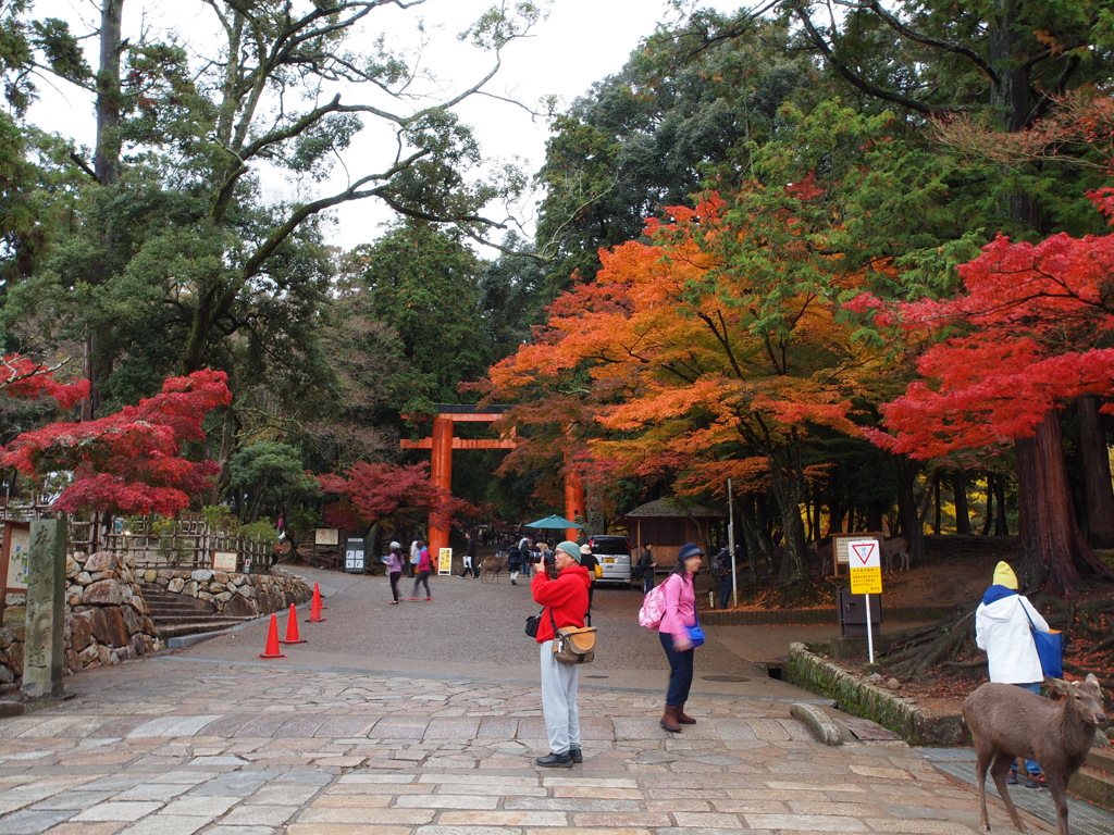 奈良公園⑤