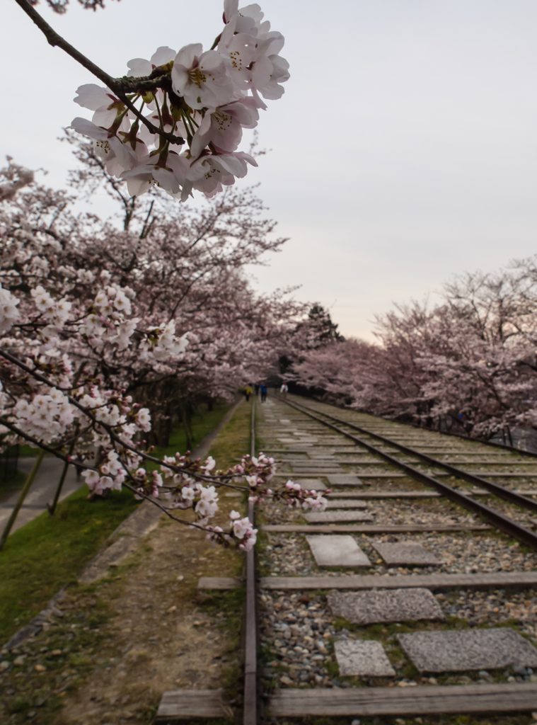 インクライン　桜　３