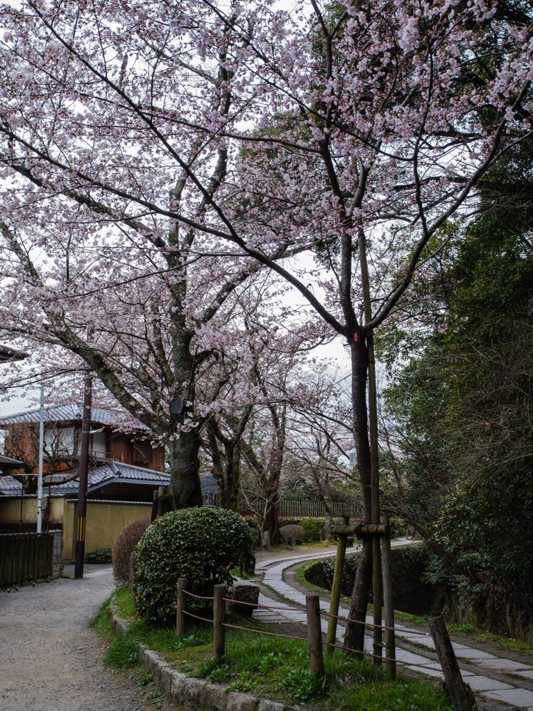 哲学の道　桜１