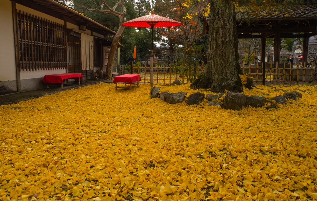 清凉寺　落ち葉　その壱