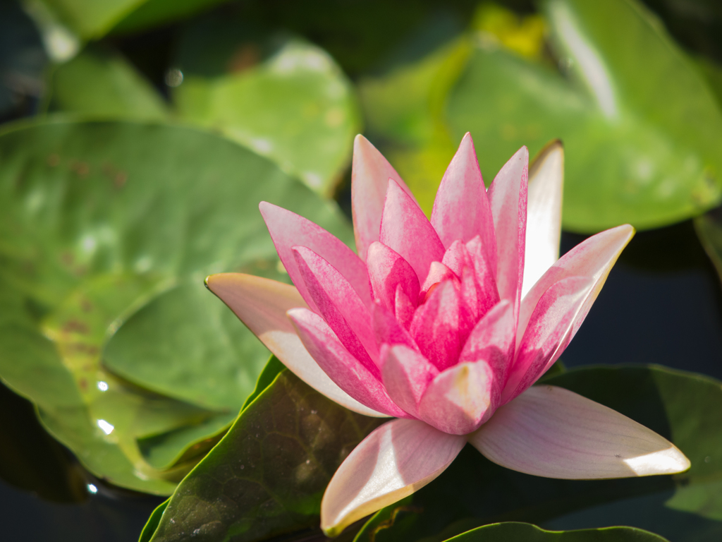 水生植物園　みずの森　その参