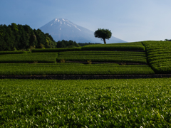 富士山　大渕の茶畑より②