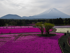 富士山と芝桜６