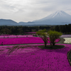 富士山と芝桜６