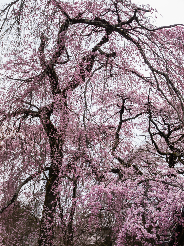 霊宝館　桜　１