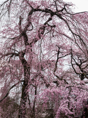 霊宝館　桜　１