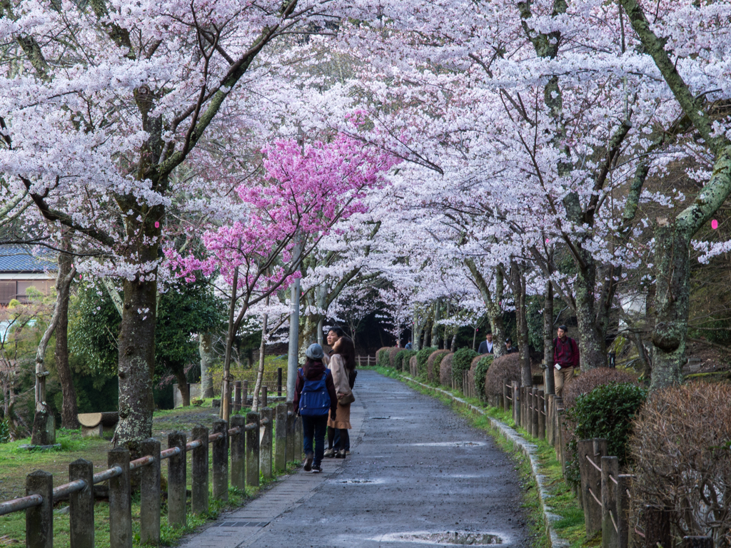 哲学の道の桜　その壱