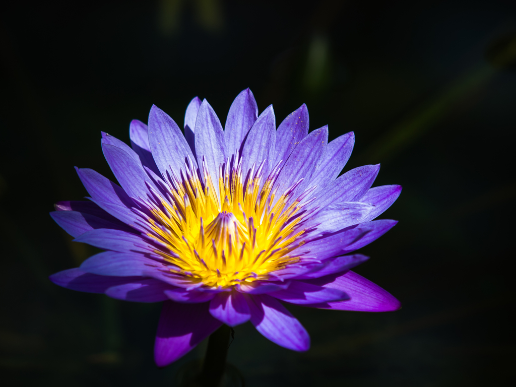 水生植物園　睡蓮　その九