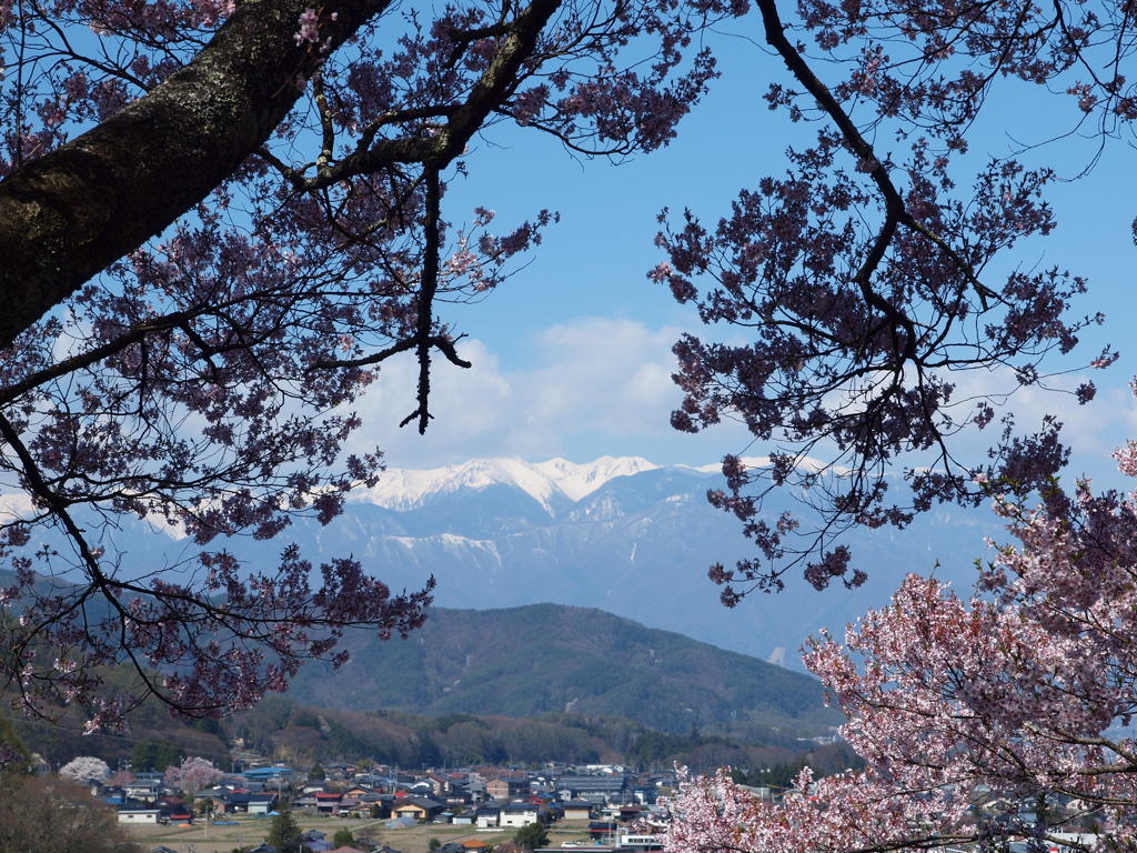 高遠城址桜祭り