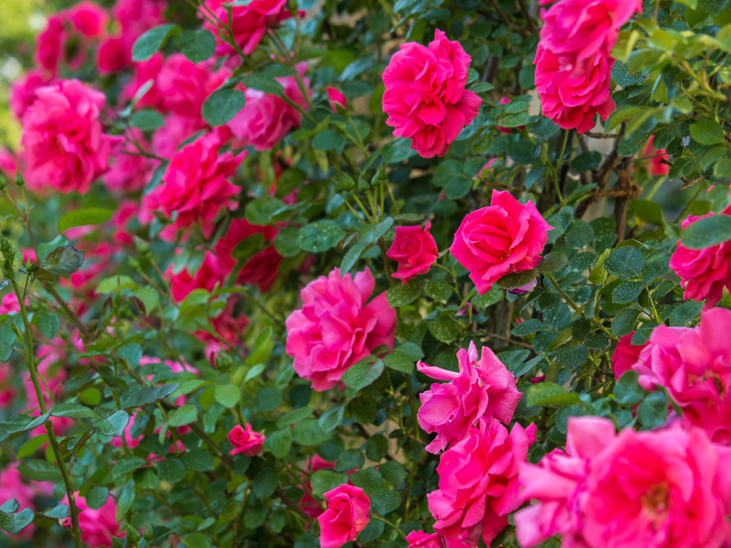 ハイジの村　薔薇　その壱