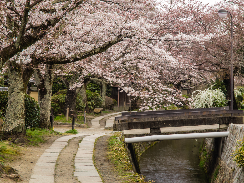 哲学の道　桜３