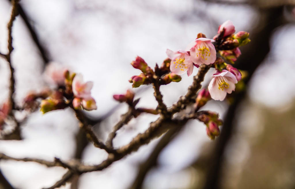 高山寺　桜１