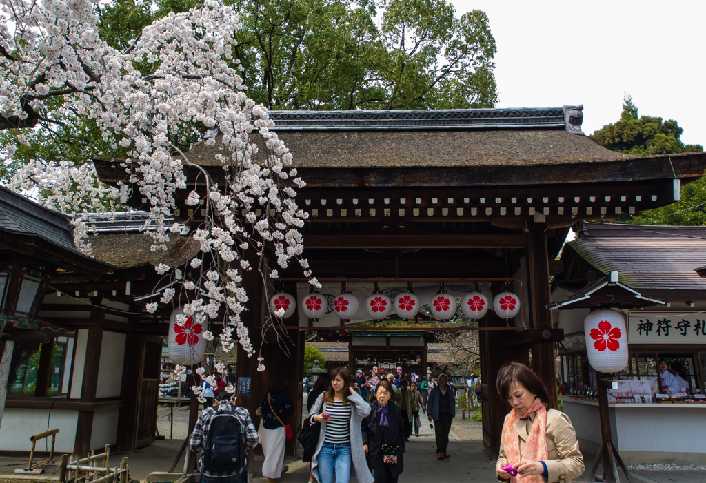 平野神社　桜６