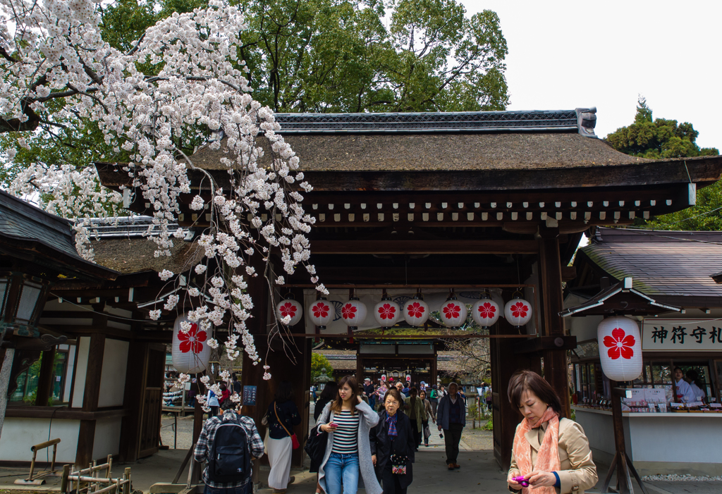 平野神社　桜６