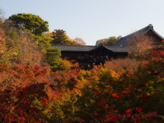 東福寺の紅葉①