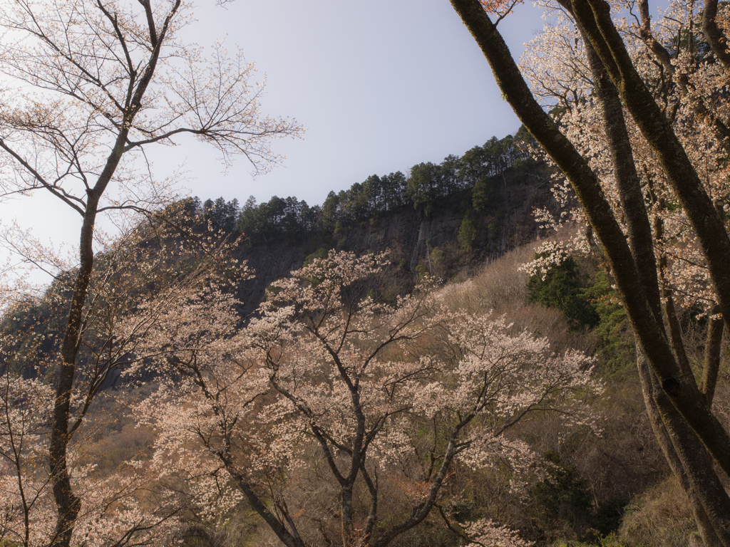 屏風岩と桜　その七