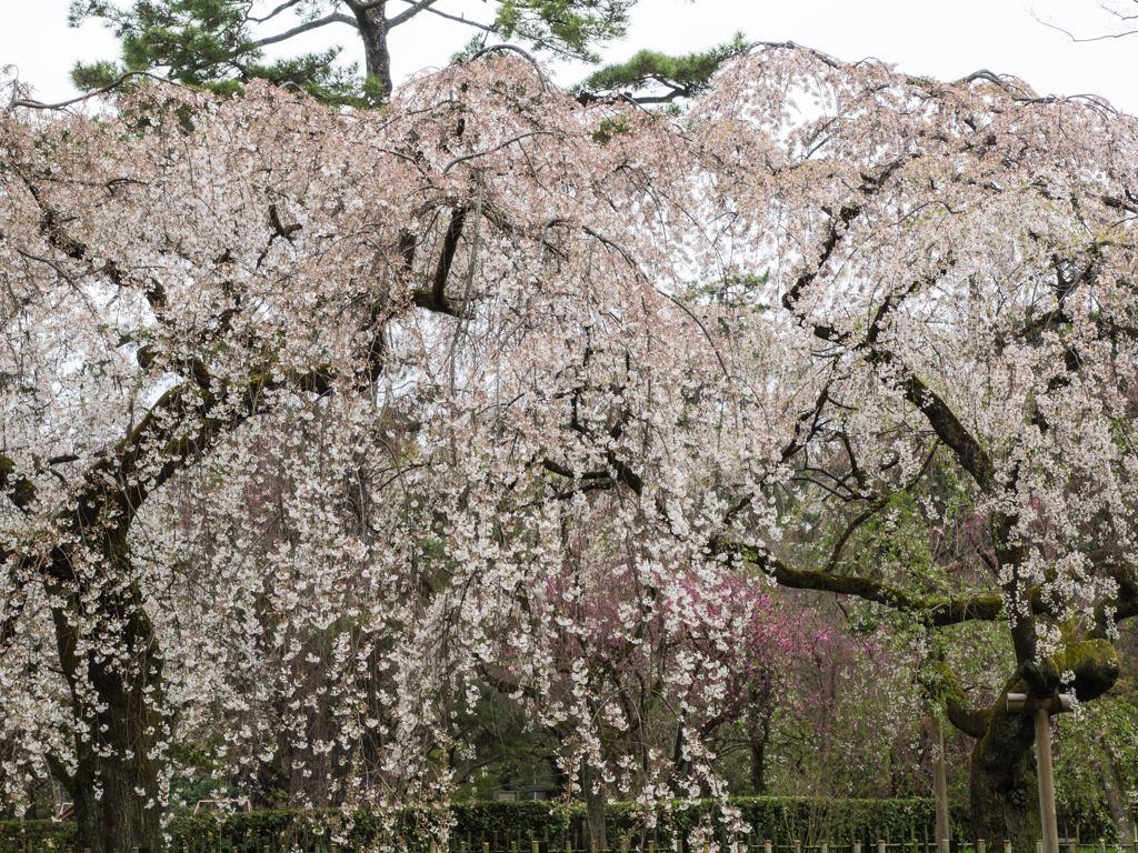 京都御苑　その十