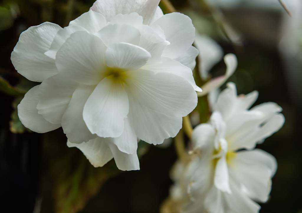 京都植物園　温室　６