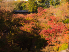 東福寺の紅葉②