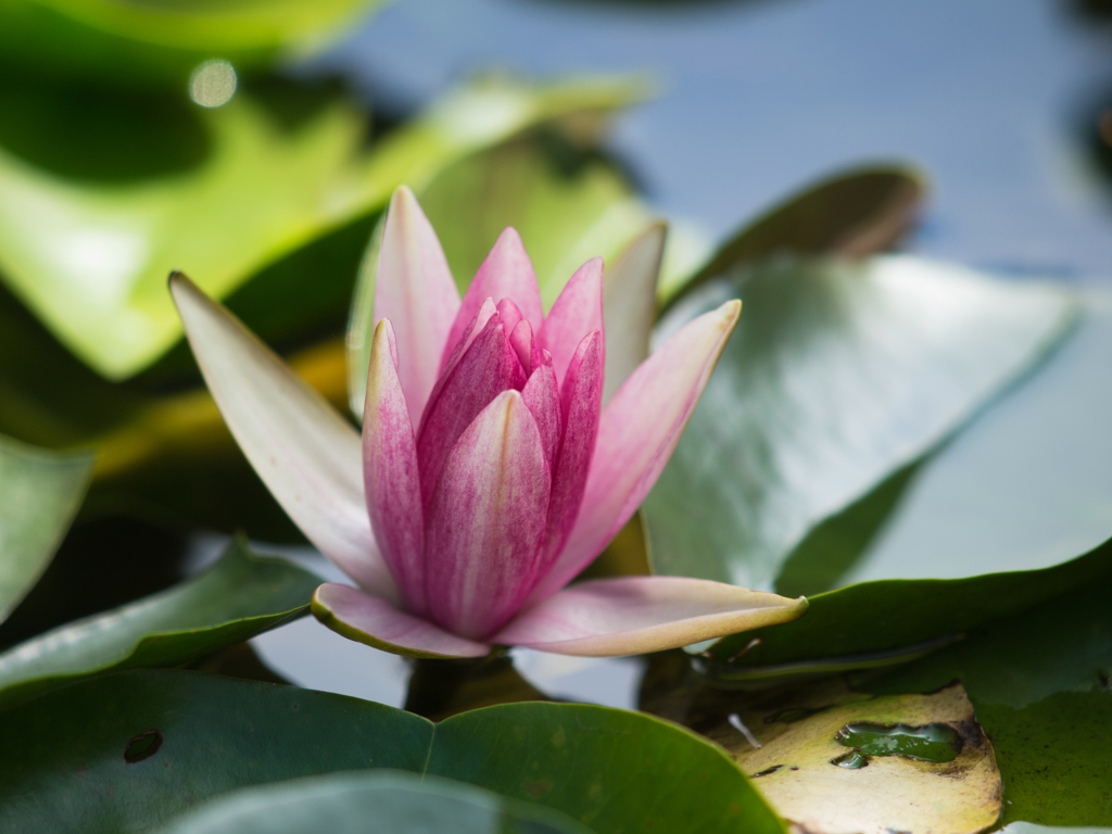 水生植物公園　ペリーズ・ダブル・ホワイト